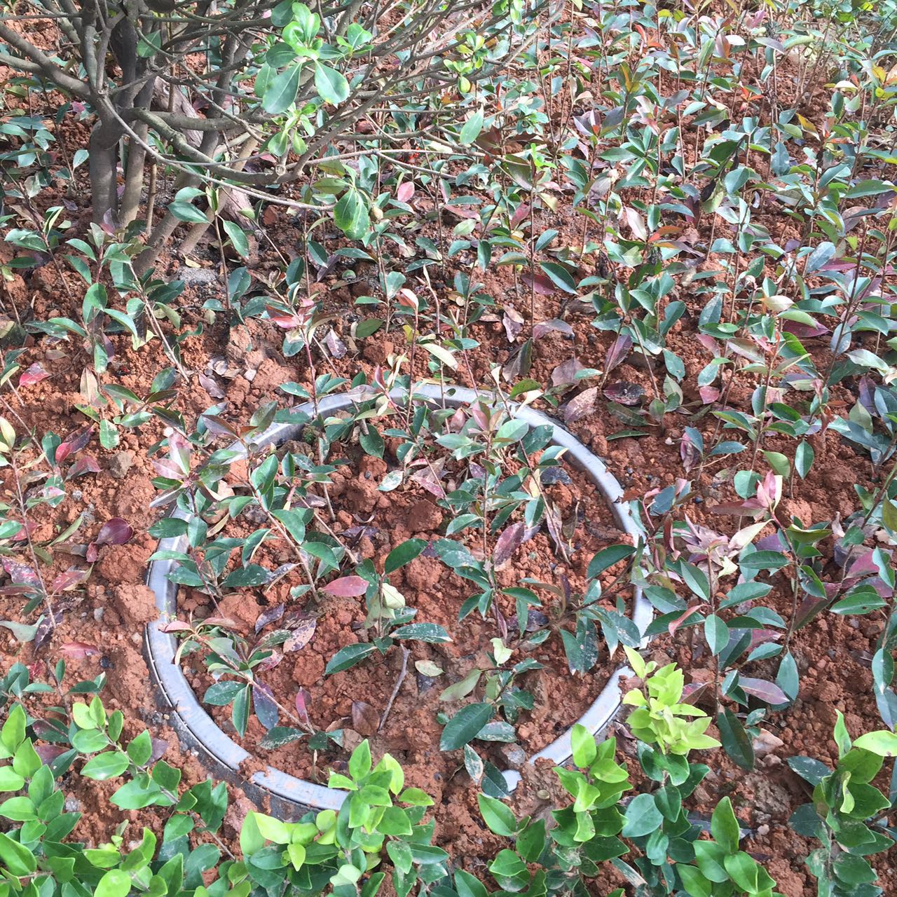 綠化種植井蓋